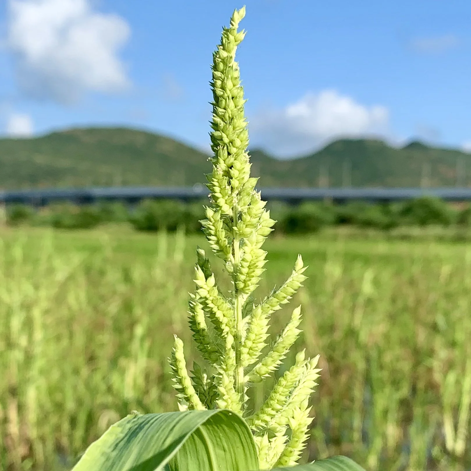 Barnyard Millet